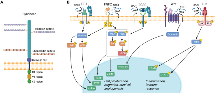 Figure 4