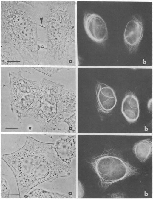 graphic file with name pnas00007-0341-a.jpg