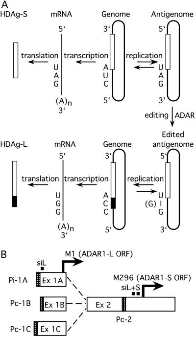 Fig 1.