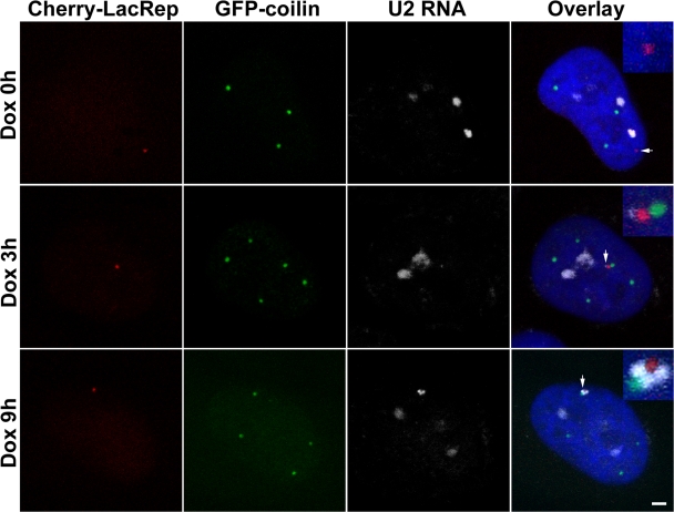 Figure 3. 