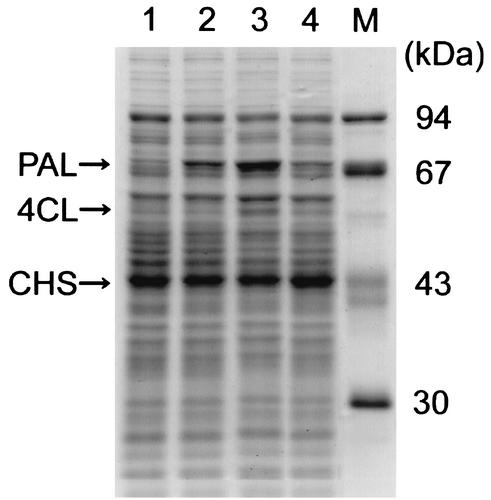 FIG. 5.