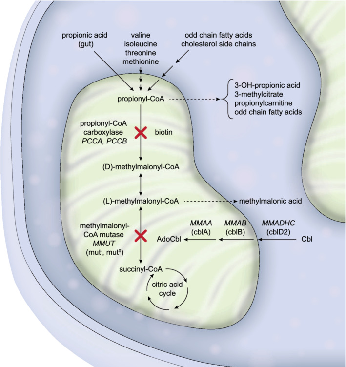 FIGURE 1