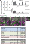 Figure 5—figure supplement 1.