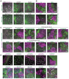 Figure 1—figure supplement 1.