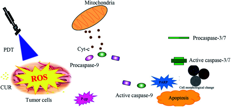 graphic file with name c9ra09996d-ga.jpg