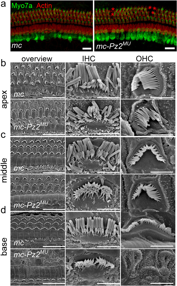 Fig. 6