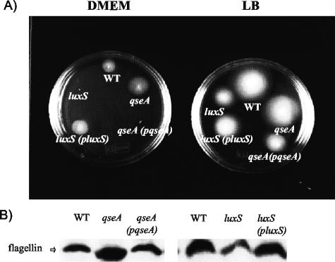 FIG. 7.