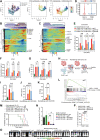 Figure 5. CD8+ T-cell trajectories in glioma. A, Potential trajectory of CD8 T cells inferred by Slingshot displayed on uniform manifold approximation and projection (UMAP) in glioma samples (left, two cell lineages across color-coded CD8 subsets; middle, pseudotime of the first cell lineage; right, pseudotime of the second cell lineage). B, Gene-expression dynamics along the CD8_Cytotoxicity to CD8_Stress T-cell trajectory. C, Gene-expression dynamics along the CD8_Cytotoxicity to CD8_Exhaustion T-cell trajectory. D, The difference of AHR gene expression in CD8_Cytotoxicity compared between glioma and PBMC; the Wilcoxon rank sum test was used to calculate the P value, *, P < 0.05; **, P < 0.01; ***, P < 0.001; ****, P < 0.0001. E, Exhaustion evaluations of the AHR KO EGFR CAR T cells compared with nontargeting control in cocultures with GSC3565 cells at gradient E:T ratios. F and G, Cytokines (F) and cytotoxicity (G) evaluations of the AHR KO EGFR CAR T cells compared with nontargeting control in cocultures with GSC3565 cells at gradient E:T ratios. Data are displayed as the mean ± SD (ANOVA). *, P < 0.05; **, P < 0.01; ***, P < 0.001; ****, P < 0.0001; n = 3; ns: not significant. H, Scheme for the rechallenge experiment. CAR T cells were subjected to two rounds of GSCs challenging (E:T = 1:1) before further analysis. Created with BioRender.com. I–K, Exhaustion (I), cytokines secretion (J), cytotoxicity (K), evaluations of the AHR KO EGFR CAR T cells compared with nontargeting control in rechallenging with GSC3565 cells at E:T = 1:1. Data are displayed as the mean ± SD (ANOVA). **, P < 0.01; ***, P < 0.001; ****, P < 0.0001 (n = 3). L, GSEA of genes differentially expressed in AHR KO and nontargeting control CAR T cells following cocultured with GSC cells. M, Kaplan‒Meier survival curves of mice bearing intracranial MGG6 cells treated with nontransduced control cells, sgNT EGFR CAR T or sgAHR EGFR CAR T cells. GBM-bearing mouse models were established by orthotopically implanting 10,000 MGG6 and then treated with 1 million CAR T cells in situ 10 days after tumor cell injection. P values were calculated using the log-rank test (control group, n = 5; CAR T-treated group, n = 8). **, P < 0.01; ***, P < 0.001. N and O, Bioluminescence imaging to measure MGG6 tumor cell growth in vivo. The analysis of tumor burden flux is derived from the bioluminescence of tumor-bearing mice at day 30. Data are displayed as the mean ± SD (ANOVA). *, P < 0.05; **, P < 0.01. P, Exhaustion evaluations of the AHR KO CAR T cells (sgAHR1#, N = 6; sgAHR2#, N = 5) and nontargeting control CAR T cells (sgNT, N = 5), derived from glioma tissue isolated from mice 2 days after treated with CAR T cells. Data are displayed as the mean ± SD (ANOVA). ***, P < 0.001.