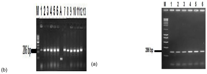 Fig (5)