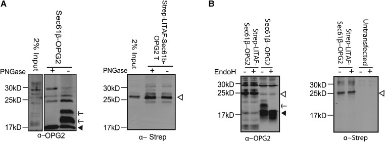 Figure 6.