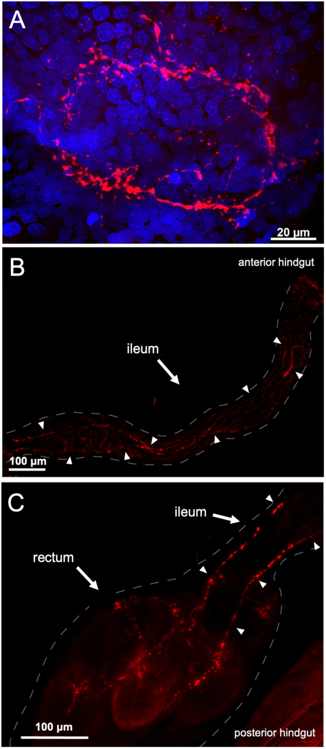 FIGURE 2