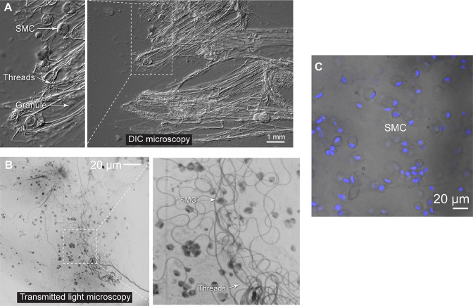 Figure 6—figure supplement 2.