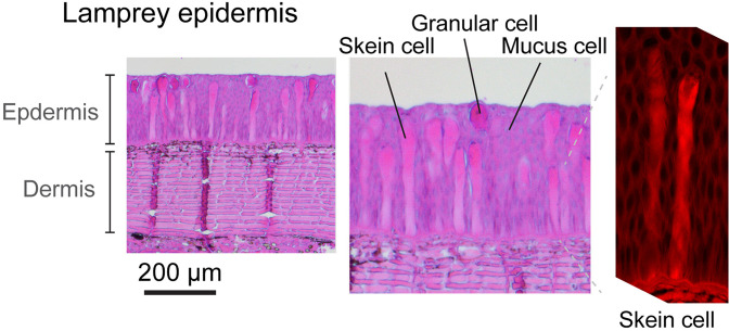 Figure 1—figure supplement 1.