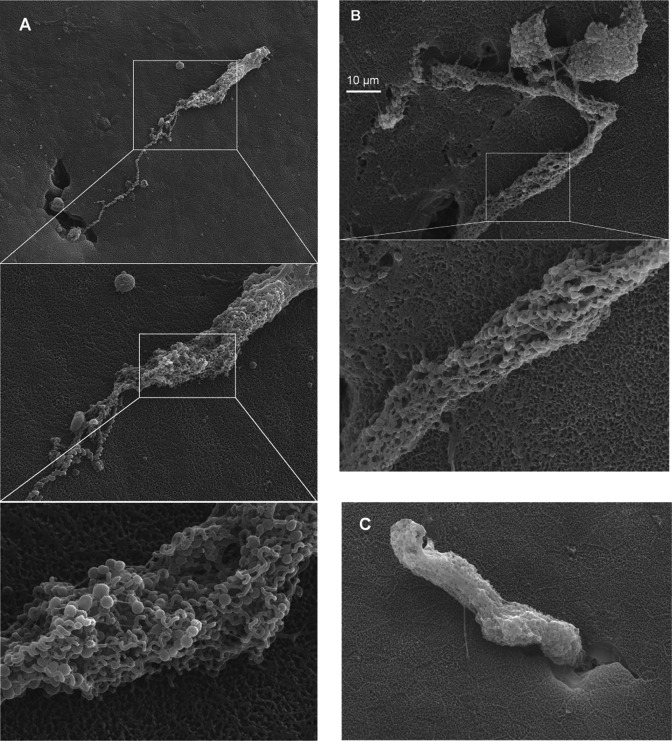 Figure 4—figure supplement 2.