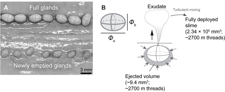 Figure 7—figure supplement 1.