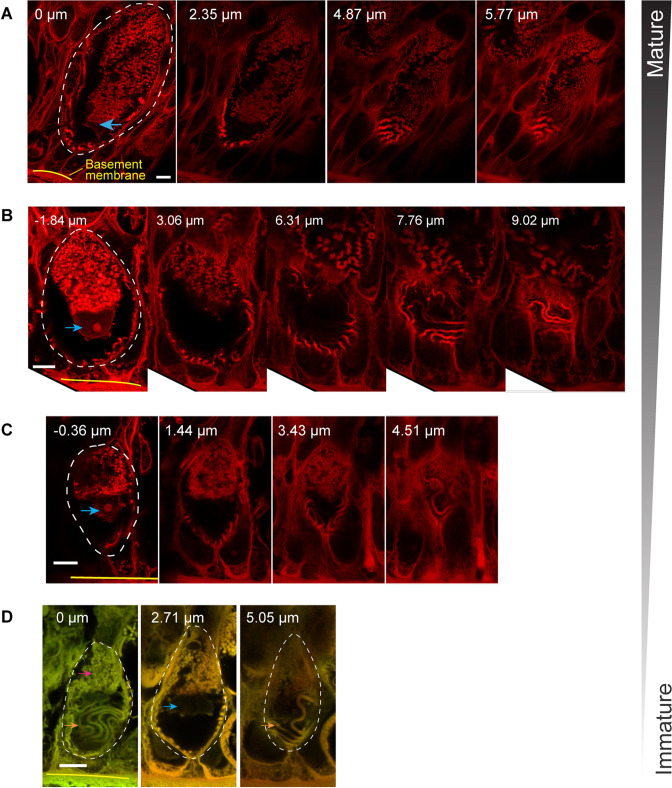 Figure 2—figure supplement 2.