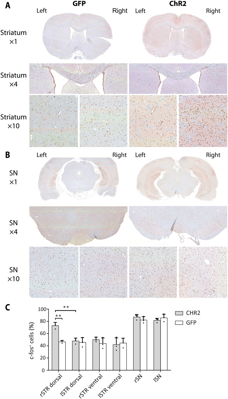 Fig. 7.