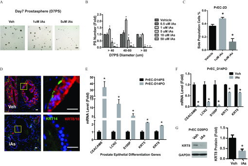 Figure 1A is a set of three schematics titled Day7 Prostasphere (D7PS), displaying Veh, 1 microMolar iAs, and 5 microMolar iAs. Figure 1B is a bar graph, plotting PS Number (fold), ranging from 0.0 to 2.5 in increments of 0.5 (y-axis) across D7PS diameters in micrometers, namely, greater than 40, 40 to 80, and greater than 80 (x-axis) for vehicle, 0.5 micrometer iAs, 1 microMolar iAs, 5 microMolar iAs, 10 microMolar iAs, and 50 microMolar iAs. Figure 1C is a bar graph titled PrEC-2D, plotting side population cells in percentage, ranging from 0.0 to 0.6 in increments of 0.2 (y-axis) across vehicle, 1 microMolar iAs, and 5 microMolar iAs. Figure 1D is an immunostaining of KRT14 and KRT8/18, Veh. And iAs presented in a four-quadrant structure. Figure 1E is a bar graph, plotting mRNA level (fold), ranging from 0 to 2 in unit increments, 5 to 15 in increments of 5, and 20 to 50 in increments of 10 (y-axis) across prostate epithelial differentiation genes, namely, CEACAM6, LCN2, S100P, KRT5, and KRT8 (x-axis) for PrEC-D14PS and PrEC-D14PO. Figure 1F is a bar graph titled PrEC_D14PO, plotting mRNA level (fold), ranging from 0.0 to 1.5 in increments of 0.5 (y-axis) across CEACAM6, LCN2, S100P, KRT5, and KRT8 (x-axis) for Veh and iAs. Figure 1g is a set of a western blot and a bar graph. The western blot titled PrEC D20PO, has two columns and two rows, namely, Veh and iAs and KRT8 and GAPDH, respectively. The bar graph plots KRT8 protein (fold), ranging from 0.0 to 1.5 in increments of 0.5 (y-axis) across Veh and iAs (x-axis).