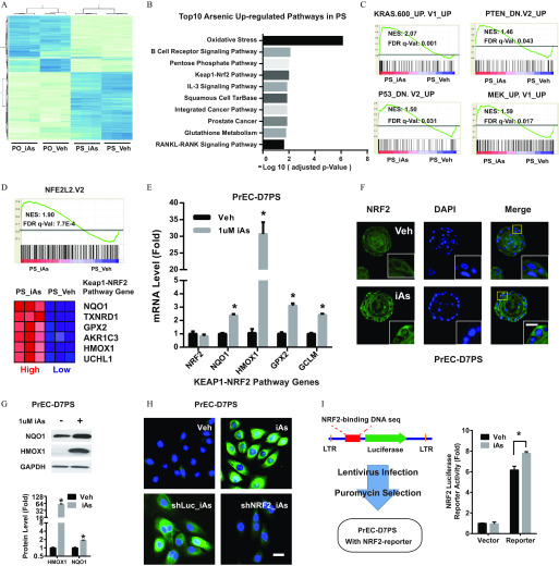 Figure 2A is a heatmap, displaying top 1000 differentially expressed genes (y-axis) across PO_iAs, PO_Veh, PS_iAs, and PS_Veh (x-axis). Figure 2B is a horizontal bar graph titled Top 10 Arsenic up-regulated pathways in PS, plotting oxidative stress, B cell receptor signaling pathway, pentose phosphate pathway, kEAP1-Nrf2 pathway, lL-3 signaling pathway, squamous cell TarBase, Integrated cancer pathway, prostate cancer, glutathione metabolism, and RANKL-RANK signaling pathway (y-axis) across negative log of 10 (adjusted p-value), ranging from 0 to 8 in increments of 2 (x-axis). Figure 2C is a set of four graphs titled KRAS.600_UP.V1_UP, PTEN_DN.V2_UP, P53_DN.V2_UP, and MEK_UP.V1_UP, respectively. The first graph ranges from 0.0 to 0.5 in unit increments, and the rest from negative 0.2 to 0.4 in unit increments (y-axis) across PS_iAs and PS_Veh (x-axis), with NES and FDR q-Val values 2.07 and 0.001, 1.46 and 0.043, 1.50 and 0.031, and 1.59 and 0.017, respectively. Figure 2D is a set of a graph and a schematic. The graph ranges from negative 0.1 to 0.4 in unit increments (y-axis) across PS_iAs and PS_Veh, with NES and FDR q-Val values 1.90 and 7.7E to 4. The schematic has two rows labeled PS_iAs, high and PS_Ve, low, plotting KEAP1-NRF2 Pathway genes, namely, NQO1, TXNRD1, GPX2, AKR1C3, HMOX1, and UCHL1. Figure 2E is a bar graph titled PrEC-D 7PS, plotting mRNA level (Fold), ranging from 0 to 5 in unit increments and from 20 to 40 in increments of 5 (y-axis) across Keap1-NRF2 Pathway genes, namely, NRF2, NQO1, HMOX1, GPX2, and GCLM (x-axis) for Veh and 1 microMolar iAs. Figure 2F is an immunostaining of PrEC-D7PS with three columns and two rows, namely, NRF2, DAPI, and Merge and Veh and iAs, respectively. Figure 2G is a set of three western blots and a bar graph. The immunoblots of PrEC D7PS are labeled NQO1, HMOX1, and GAPDH for positive and negative 1 microMolar iAs. The bar graph plots protein level (fold), ranging from 0.5 to 8 in increments of 0.5 till 1, unit till 2, and 2 till 8 and from 16 to 128 in increments of times 2 (y-axis) across HMOX1 and NQO1 (x-axis) for Veh and iAs. Figure 2H is an immunostaining of PrEC-D7PS in a four-quadrant structure labeled iAs, Veh, shLuc_iAs, and shNRF2_iAs. Figure 2I is a set of a schematic and a bar graph. The schematic displays a scale starting and ending with LTR, comprising NRF2-binding DNA seq and Luciferase with a forward arrow in between. This along with Lentivirus infection and Puromycin Selection leads to PrEC-D7PS with NRF2-reporter. The bar graph plots NRF2 luciferase reported activity (fold), ranging from 0 to 10 in increments of 2 (y-axis) across Vector and reported (x-axis) for Veh and iAs.