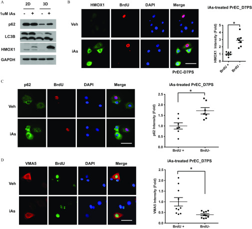 Figure 7A is a western blot having 4 columns with 1 microMolar values, namely, negative, positive, negative, and positive. The first two columns are labeled 2D and other two 3D. The western blot has 4 rows, namely, p62, LC3B, HMOX1, and GAPDH. Figure 7B is a set of immunostaining and a graph. The immunostaining titled PrEc-D7PS has four columns and two rows, namely, HMOX1, BrdU, DAPI, and Merge and Veh and iAs, respectively. The graph titled iAs-treated PrEC_D7PS plots HMOX1 Intensity (fold), ranging from 0 to 5 in unit increments (y-axis) across BrdU plus and BrdU negative (x-axis). Figure 7C is a set of immunostaining and a graph. The immunostaining has four columns and two rows, namely, p62, BrdU, DAPI, and Merge and Veh and iAs, respectively. The graph titled iAs-treated PrEC_D7PS plots p62 Intensity (fold), ranging from 0.0 to 2.5 in increments of 0.5 (y-axis) across BrdU positive and BrdU negative (x-axis). Figure 7D is a set of immunostaining and a graph. The immunostaining has four columns and two rows, namely, VMA5, BrdU, DAPI, and Merge and Veh and iAs, respectively. The graph titled iAs-treated PrEC_D7PS plots VMA5 Intensity (fold), ranging from 0.0 to 2.5 in increments of 0.5 (y-axis) across BrdU positive and BrdU negative (x-axis).