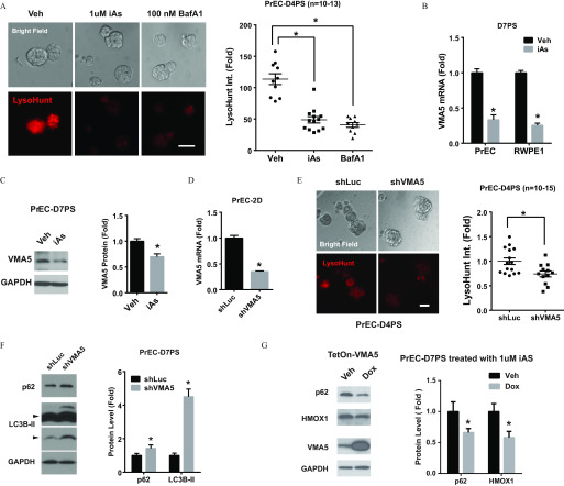Figure 6A is a set of an immunostaining and a graph. The immunostaining has three columns and two rows, namely, Veh, 1 microMolar iAs, 100 nanomolar BafA1 and bright field and LysoHunt, respectively. The graph tiled PrEC-D4PS (n equals 10 to 13) plots LysoHunt Int. (fold), ranging from 0 to 200 in increments of 20 (y-axis) across Veh, iAs, and BafA1 (x-axis). Figure 6B is a bar graph titled D7PS, plotting VMA5 mRNA (fold), ranging from 0.0 to 1.5 in increments of 0.5 (y-axis) across PrEC and RWPE1 (x-axis) for Veh and iAs. Figure 6C is a set of a western blot and a bar graph. The western blot titled PrEC-D7PS has two columns and two rows, namely, Veh and iAs and VMA5 and GAPDH, respectively. The bar graph plots VMA5 protein (fold), ranging from 0.0 to 1.5 in increments of 0.5 (y-axis) across Veh and iAs (x-axis). Figure 6D is a bar graph titled PrEC-2D, plotting VMA5 mRNA (fold), ranging from 0.0 to 1.5 in increments of 0.5 (y-axis) across shLuc and shVMA5 (x-axis). Figure 6Eis a set of an immunostaining and a graph. The immunostaining of PrED-D4PS has 2 columns and 2 rows, namely, shLuc and shVMA5 and bright field and LysoHunt, respectively. The graph titled PrEC-D4PS (n equals 10 to 15) plots LysoHunt Int. (fold), ranging from 0.0 to 2.0 in increments of 0.5 (y-axis) across shLuc and shVMA5 (x-axis). Figure 6F is a set of a western blot and a bar graph. The western blot has two columns and 4 rows, namely, shLuc and shVMA5 and p62, LC3B-2, LC3B-2, and GAPDH, respectively. The bar graph titled PrEC-D7PS plots Protein level (fold), ranging from 0 to 6 in increments of 2 (y-axis) across p62 and LC3B-2 (x-axis) for shLuc and shVMA5. Figure 6G is a set of a western blot and a bar graph. The western blot titled TetOn-VMA5 has two columns and 4 rows, namely, Veh and Dox and p62, HMOX1, VMA5, and GAPDH, respectively. The bar graph titled PrEC-D7PS treated with 1 microMolar iAs plots Protein level (fold), ranging from 0.0 to 1.5 in increments of 0.5 (y-axis) across p62 and HMOX1 (x-axis) for Veh and Dox.
