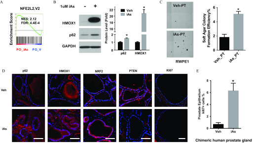 Figure 8A is a graph titled NFE2L2.V2, plotting enrichment score, ranging from negative 0.1 to 0.5 with unit increments (y-axis) across PO_iAs and PO_V (x-axis) for NES is to 2.12 and FDR is to 4.4E 4. Figure 8B is a western blot, displaying negative and positive in 1 microMolar iAs across the top as columns and HMOX1, p62, and GAPDH across the left as rows. A bar graph plots protein level (fold), ranging from 0 to 22 with increments of 2 (y-axis) across p62 and HMOX1 (x-axis) for Veh and iAs. Figure 8C comprises soft-agar transformation assay of prostate stem-progenitor cells: Veh-PT and iAs-PT under RWPE1. A bar graph plots soft agar colony formation efficiency percent, ranging from 0 to 6 with increments of 2 (y-axis) across Veh_PT and iAs_PT (x-axis). Figure 8D is a display of five columns, namely, p62, HMOX1, NRF2, PTEN, and Ki67 across two rows, namely, Veh and iAs of stained tissue. Figure 8E is a bar graph titled chimeric human prostate gland, plotting prostate epithelium ki67 plus cells percent, ranging from 0 to 8 with increments of 2 (y-axis) across Veh and iAs (x-axis).