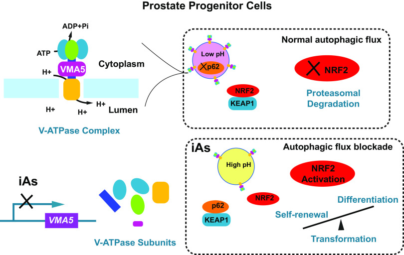 Figure 9 is a schematic diagram of prostate progenitor cells, divided into two parts, namely, V-ATPase complex and V-ATPase subunits. In V-ATPase complex Cytoplasm has VMA5 have H plus, which leads to either ATP or Lumen. ATP leads to ADP plus Pi. Under normal autophagic flux absence of NRF2 leads to proteasomal degradation and low pH Xp62 require NRF2 and KEAP1. In V-ATPase subunits iAs won’t lead to VMA5. Under autophagic flux blockade NRF2 activation requires low self-renewal and high differentiation under transformation and iAs require high pH with p62, KEAP1, and NRF2.