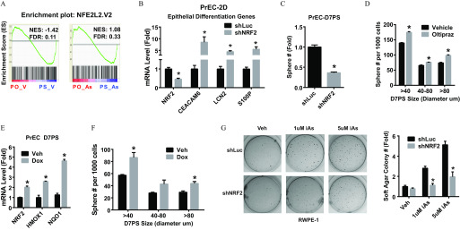 Figure 3A is a set of two graphs titled Enrichment plot: NFE2L2.V2, plotting Enrichment score (ES), ranging from negative 0.3 to 02 in unit increments (y-axis) across PO_V and PS_V and PO_AS and PS_AS, respectively (x-axis), with NES and FDR values negative 1.42 and 0.11 and 1.08 and 0.33, respectively. Figure 3B is a bar graph titled PrEC-2D, Epithelial Differentiation Genes, plotting mRNA (level), ranging from 0 to 1 in unit increments and 5 to 15 in increments of 5 (y-axis) across NRF2, CEACAM6, LCN2, and S100P (x-axis) for shLuc and shNRF2. Figure 3C is a bar graph titled PrEC-D7PS, plotting sphere number (fold), ranging from 0.0 to 1.5 in increments of 0.5 (y-axis) across shLuc and shNRF2 (x-axis). Figure 3D is a bar graph, plottingD7PS size (diameter in micrometer), namely, greater than 40, 40 to 80, and greater than 80 (x-axis) for vehicle and Oltipraz. Figure 3E is a bar graph titled PrEC D7PS, plotting mRNA levels (folds), ranging from 0 to 6 in unit increments (y-axis) across NRF2, HMOX1, and NQO1 (x-axis) for Veh and Dox. Figure 3F is a bar graph, plotting sphere number per 1000 cells, ranging from 0 to 100 in increments of 20 (y-axis) across D7PS size (diameter in micrometers), namely, greater than 40, 40 to 80, and greater than 80 (x-axis) for Veh and Dox. Figure 3G is a set of six schematics and a bar graph. The schematics titled RWPE-1 have three columns and two rows, namely, Veh, 1 microMolar iAs, and 5 microMolar iAs and shLuc and shNRF2. The bar graph plots soft agar colony number (fold), ranging from 0 to 6 in increments of 2 (y-axis) across Veh, 1 microMolar iAs, and 5 microMolar iAs (x-axis) for shLuc and shNRF2.