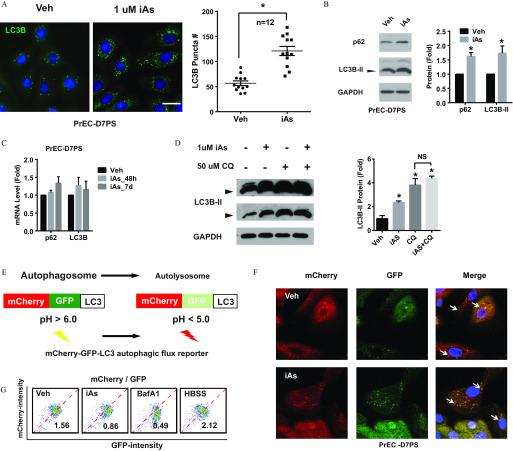 Figure 5A is a set of an immunostaining and a graph. The immunostaining of PrEC-D7PS in a two-quadrant structure labeled Veh and 1 microMolar iAs. The graph plots LC3B Puncta number, ranging from 0 to 200 in increments of 50 (y-axis) across Veh and iAs (x-axis) for N equals 12. Figure 5B is a set of three western blots and a bar graph. The western blots of PrEC-D7PS labeled p62, LC3B-2, and GAPDH have 2 columns, namely, Veh and iAs. The bar graph plots protein (fold), ranging from 0.0 to 2.5 in increments of 0.5 (y-axis) across p62 and LC3B-2 (x-axis) for Veh and iAs. Figure 5C is a bar graph titled PrEC-D7PS, plotting mRNA level (fold), ranging from 0.0 to 2.0 in increments of 0.5 (y-axis) across p62 and LC3B (x-axis) for Veh, iAs_48h, and iAs_7d. Figure 5D is a set of three western blots and a bar graph. The first two western blots are labeled LC3B-2 and the third is labeled GAPDH, having 4 columns of 1 microMolar iAs and 50 microMolar CQ values, labeled both negative, positive and negative, negative and positive, and both positive, respectively. The bar graph plots LC3B-2 protein (fold), ranging from 0 to 6 in increments of 2 (y-axis) across Veh, iAs, CQ, and iAs plus CQ (x-axis). The bars for CQ and iAs plus CQ are labeled NS. Figure 5E is a schematic titled mCherry-GFP-LC3 autophagic flux reporter, showing Autophagosome, leading to Autolysosome, and pH greater than 6.0 leading to pH less than 5.0, both comprising mCherry, GFP, and LC3. Figure 5F is an immunostaining of PrEC-D7PS with three columns and two rows, namely, mCherry, GFP, and Merge and Veh and iAs, respectively. Figure 5G is a flow cytometry of mCherry-intensity (y-axis) across GFP-intensity, with four plots labeled Veh, 1.56; iAs, 0.86; BafA1, 0.49; and HBSS, 2.12.