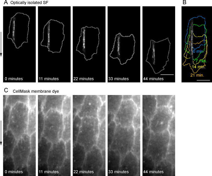 Figure 2—figure supplement 2.