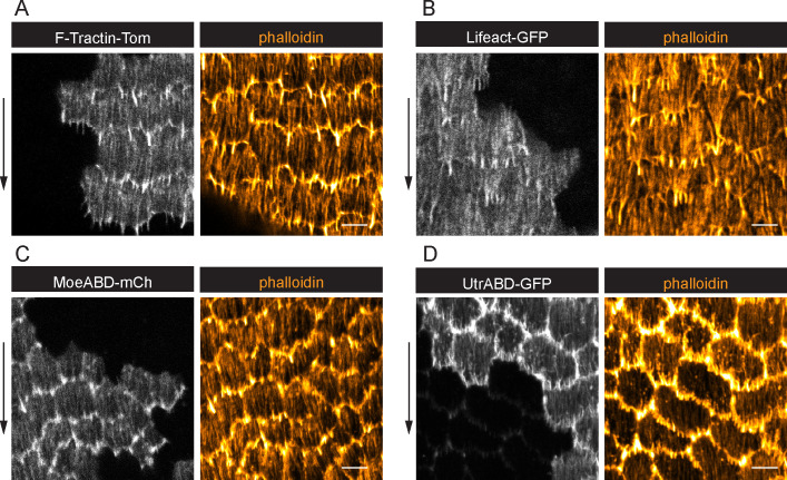 Figure 2—figure supplement 1.