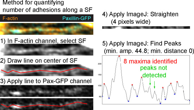 Figure 3—figure supplement 1.