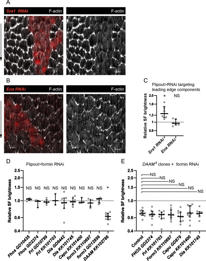 Figure 6—figure supplement 1.