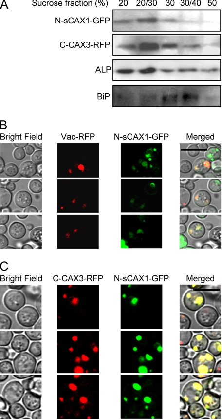 FIGURE 3.