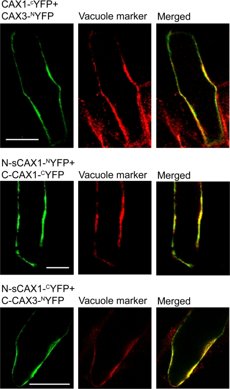 FIGURE 5.