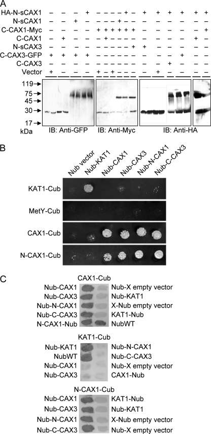 FIGURE 4.