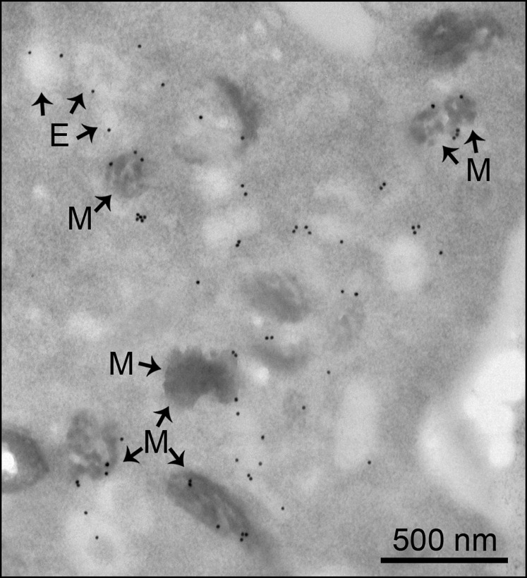 Fig. S3.