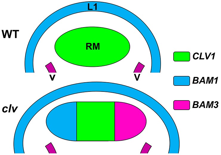 Fig. 6.