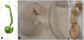Fig. 25