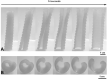 Fig. 22
