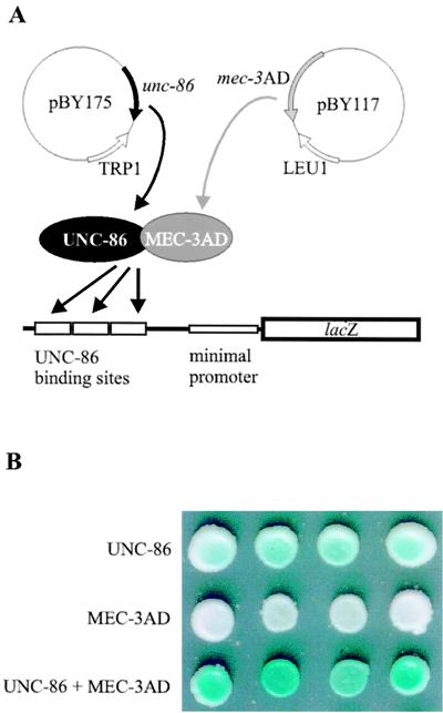 FIG. 1