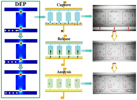 graphic file with name nihms-1016485-f0005.jpg