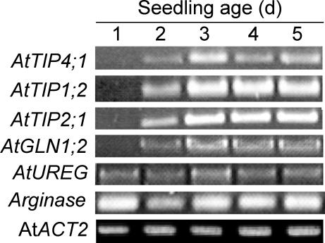 Figure 5.