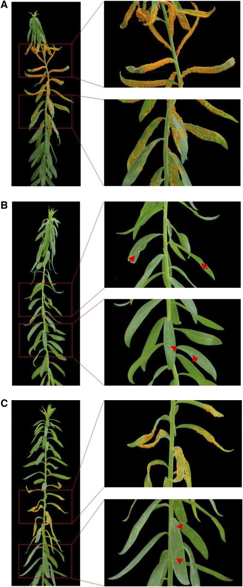 Figure 2.