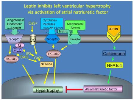 graphic file with name nihms-128153-f0001.jpg