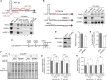 Figure 7