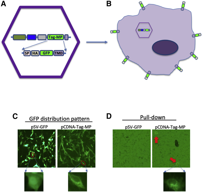 Figure 6