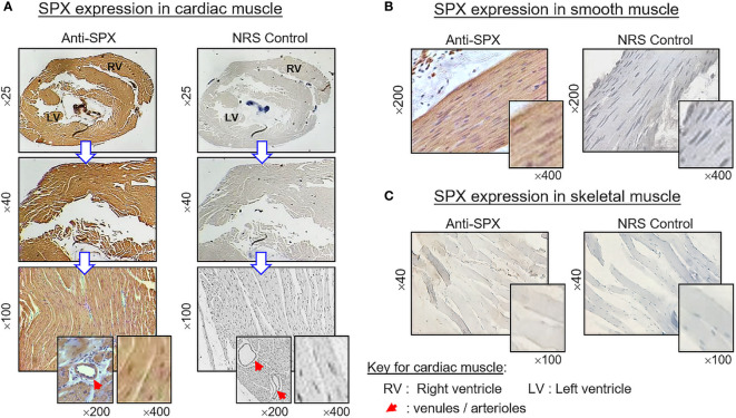 Figure 13