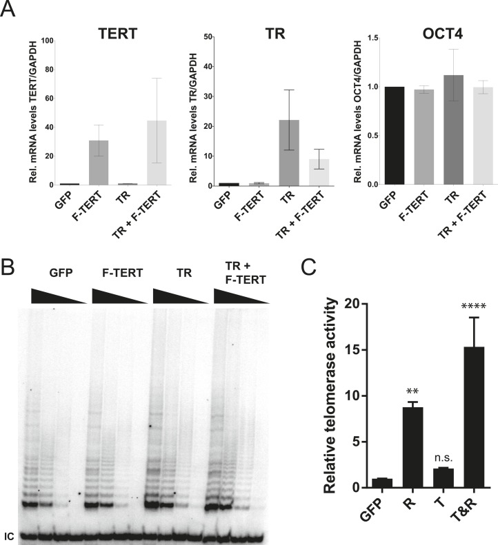 Figure 2—figure supplement 1.