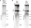 Figure 5—figure supplement 1.